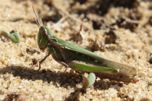 Calephorus compressicornis